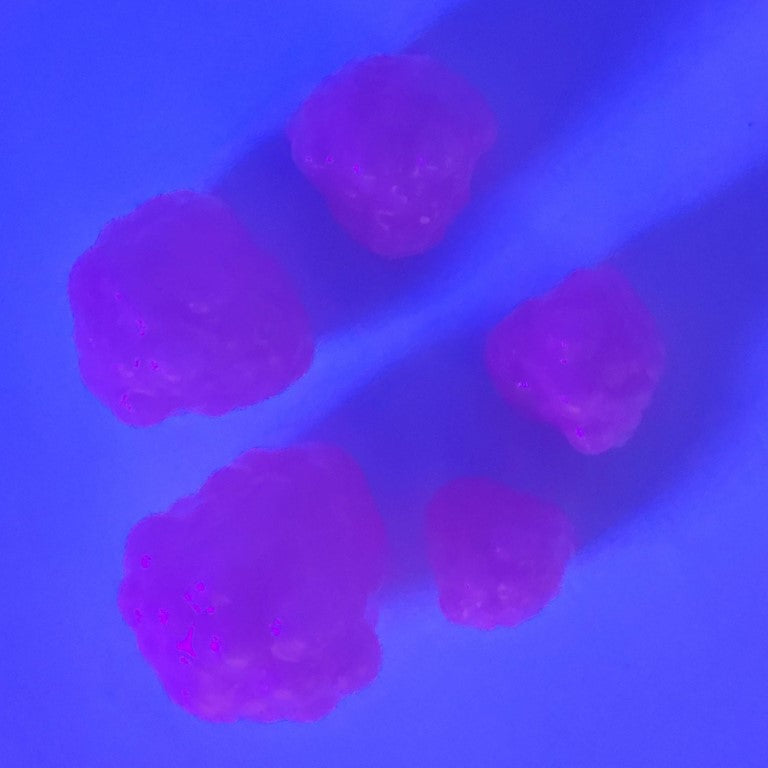 Okie Drifter - Bubblegum – Robolize